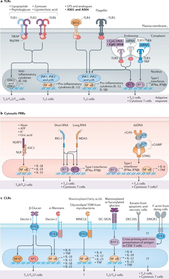 Alum Adjuvant, Mixture of mineral salt Vaccine adjuvant - 50 mL